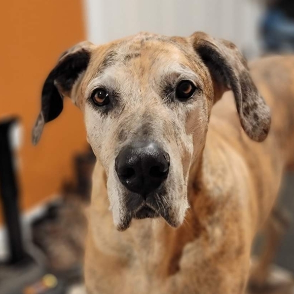 Meet your Posher, Melissa - Picture 3 of 11